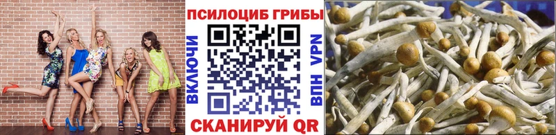 Псилоцибиновые грибы Psilocybine cubensis  omg   Красновишерск 